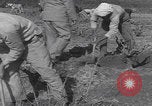 Image of Palestine farmers digging Palestine, 1946, second 62 stock footage video 65675080297