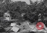 Image Jaffa orange crating Jaffa Palestine, 1946, de la seconde 3 séquences d'archives historiques vidéo 65675080298