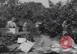 Image Jaffa orange crating Jaffa Palestine, 1946, de la seconde 4 séquences d'archives historiques vidéo 65675080298