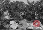 Image Jaffa orange crating Jaffa Palestine, 1946, de la seconde 5 séquences d'archives historiques vidéo 65675080298