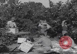 Image Jaffa orange crating Jaffa Palestine, 1946, de la seconde 6 séquences d'archives historiques vidéo 65675080298