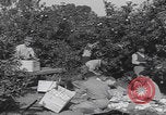 Image Jaffa orange crating Jaffa Palestine, 1946, de la seconde 8 séquences d'archives historiques vidéo 65675080298