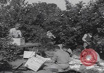 Image Jaffa orange crating Jaffa Palestine, 1946, de la seconde 14 séquences d'archives historiques vidéo 65675080298