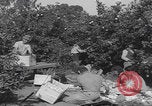 Image Jaffa orange crating Jaffa Palestine, 1946, de la seconde 24 séquences d'archives historiques vidéo 65675080298
