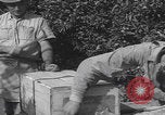 Image Jaffa orange crating Jaffa Palestine, 1946, de la seconde 57 séquences d'archives historiques vidéo 65675080298