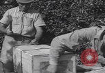 Image Jaffa orange crating Jaffa Palestine, 1946, de la seconde 58 séquences d'archives historiques vidéo 65675080298