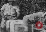 Image Jaffa orange crating Jaffa Palestine, 1946, de la seconde 59 séquences d'archives historiques vidéo 65675080298