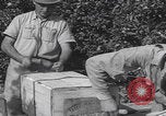 Image Jaffa orange crating Jaffa Palestine, 1946, de la seconde 62 séquences d'archives historiques vidéo 65675080298
