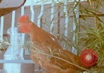 Image Un soldat américain de la guerre du Vietnam se réveille Vietnam, 1967, de la seconde 33 séquences d'archives historiques vidéo 65675080299