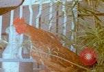 Image Un soldat américain de la guerre du Vietnam se réveille Vietnam, 1967, de la seconde 34 séquences d'archives historiques vidéo 65675080299