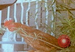 Image Un soldat américain de la guerre du Vietnam se réveille Vietnam, 1967, de la seconde 35 séquences d'archives historiques vidéo 65675080299
