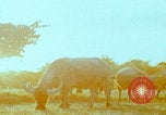 Image Un soldat américain de la guerre du Vietnam se réveille Vietnam, 1967, de la seconde 37 séquences d'archives historiques vidéo 65675080299
