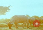 Image Un soldat américain de la guerre du Vietnam se réveille Vietnam, 1967, de la seconde 38 séquences d'archives historiques vidéo 65675080299
