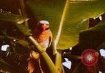 Image Un soldat américain de la guerre du Vietnam se réveille Vietnam, 1967, de la seconde 40 séquences d'archives historiques vidéo 65675080299
