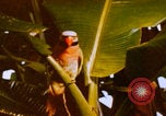 Image Un soldat américain de la guerre du Vietnam se réveille Vietnam, 1967, de la seconde 41 séquences d'archives historiques vidéo 65675080299