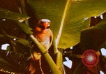 Image Un soldat américain de la guerre du Vietnam se réveille Vietnam, 1967, de la seconde 42 séquences d'archives historiques vidéo 65675080299