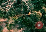 Image of US Air Force pilot rescue Vietnam, 1967, second 48 stock footage video 65675080306