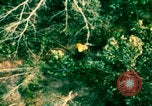 Image of US Air Force pilot rescue Vietnam, 1967, second 49 stock footage video 65675080306