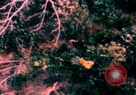 Image of US Air Force pilot rescue Vietnam, 1967, second 53 stock footage video 65675080306