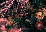 Image of US Air Force pilot rescue Vietnam, 1967, second 54 stock footage video 65675080306