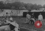 Image of Indochinese troops growing vegetables France, 1918, second 12 stock footage video 65675080353