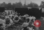 Image of Indochinese troops growing vegetables France, 1918, second 19 stock footage video 65675080353