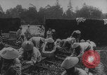Image of Indochinese troops growing vegetables France, 1918, second 20 stock footage video 65675080353