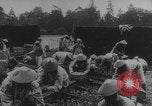 Image of Indochinese troops growing vegetables France, 1918, second 21 stock footage video 65675080353