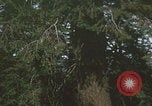 Image of tree cutting United States USA, 1968, second 1 stock footage video 65675080419