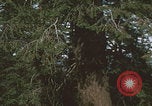 Image of tree cutting United States USA, 1968, second 3 stock footage video 65675080419