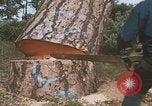 Image of tree cutting United States USA, 1968, second 6 stock footage video 65675080419