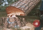 Image of tree cutting United States USA, 1968, second 7 stock footage video 65675080419