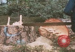 Image of tree cutting United States USA, 1968, second 9 stock footage video 65675080419