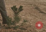 Image of tree cutting United States USA, 1968, second 27 stock footage video 65675080419