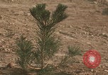 Image of tree cutting United States USA, 1968, second 28 stock footage video 65675080419