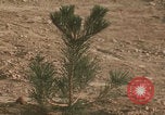 Image of tree cutting United States USA, 1968, second 29 stock footage video 65675080419