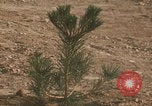 Image of tree cutting United States USA, 1968, second 30 stock footage video 65675080419