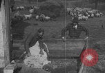 Image of sheep shearing United States USA, 1926, second 4 stock footage video 65675080468