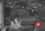 Image of sheep shearing United States USA, 1926, second 5 stock footage video 65675080468