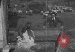 Image of sheep shearing United States USA, 1926, second 7 stock footage video 65675080468