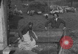 Image of sheep shearing United States USA, 1926, second 8 stock footage video 65675080468