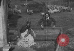 Image of sheep shearing United States USA, 1926, second 9 stock footage video 65675080468
