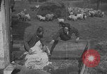 Image of sheep shearing United States USA, 1926, second 10 stock footage video 65675080468