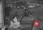 Image of sheep shearing United States USA, 1926, second 11 stock footage video 65675080468