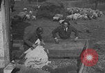 Image of sheep shearing United States USA, 1926, second 12 stock footage video 65675080468