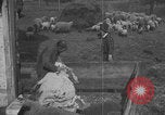 Image of sheep shearing United States USA, 1926, second 15 stock footage video 65675080468