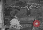 Image of sheep shearing United States USA, 1926, second 16 stock footage video 65675080468