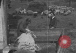 Image of sheep shearing United States USA, 1926, second 17 stock footage video 65675080468
