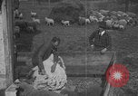 Image of sheep shearing United States USA, 1926, second 20 stock footage video 65675080468