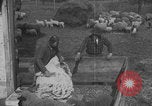 Image of sheep shearing United States USA, 1926, second 22 stock footage video 65675080468